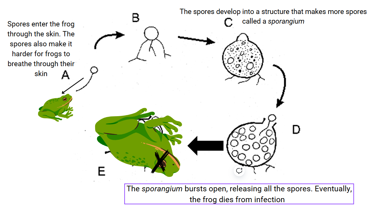 Bd Lifecycle Diagram